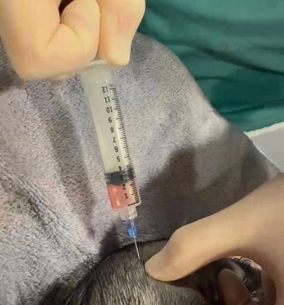 A syringe injecting a substance into a dog's skin.