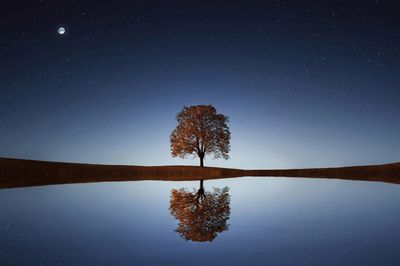 The beauty of mental health growth: A tree and its reflection