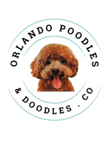 Orlando Red Poodles & Doodles