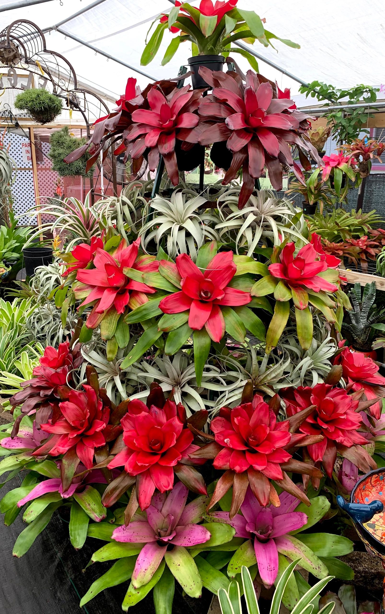 anthurium assorted Anthurium Flowering assorted (Flamingo Flower) main image 0