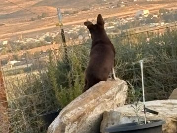 A dog sits on a rock looking over a fenced rural area.
