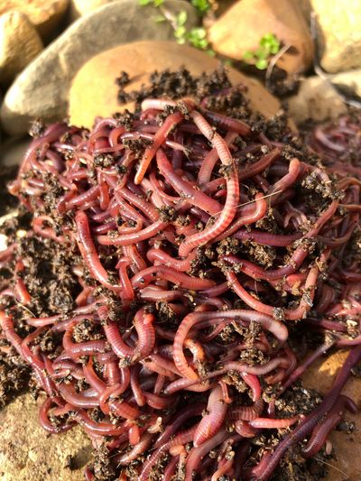How to Tell Euros Apart From Red Worms - Red Worm Composting
