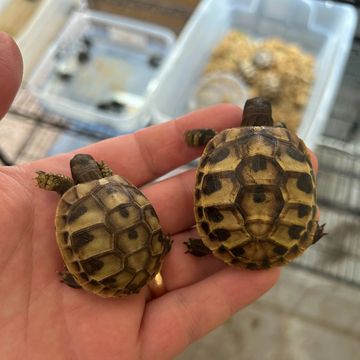 Left is a hatchling. Right is a well started hatchling. 
