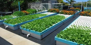 Aquaponic DWC raft systems