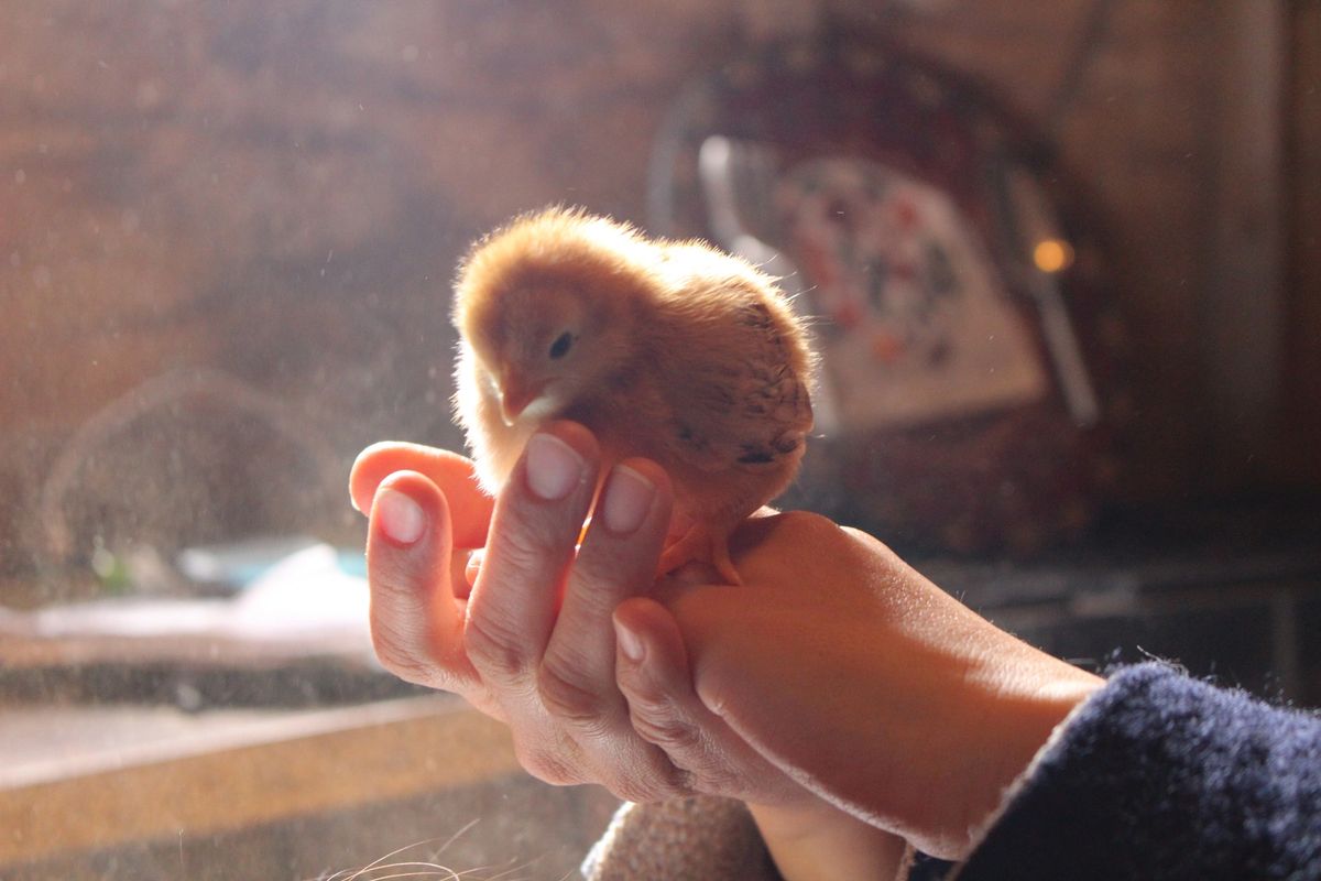 Enjoy Pioneer Farm photo 13