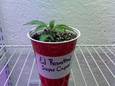 Ed Rosenthal Super Caper is an indica dominant strain with sativa effects.  