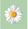 daisiesltd.co.uk