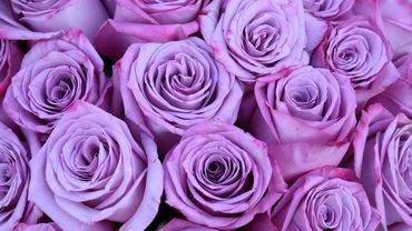 Close up of a bunch of lavender roses. 