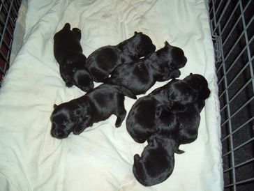 This is a typical litter of scottie pups.
Puppies are health checked, dewormed, microchipped, social