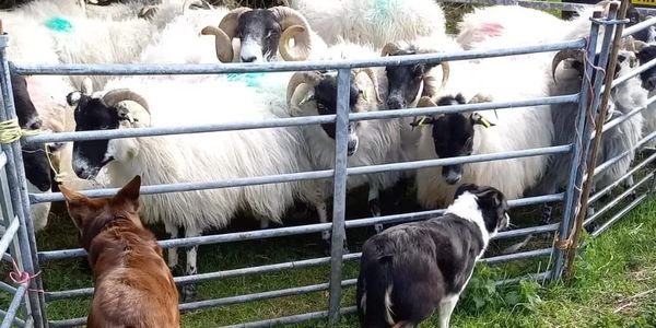 Sheep shearing