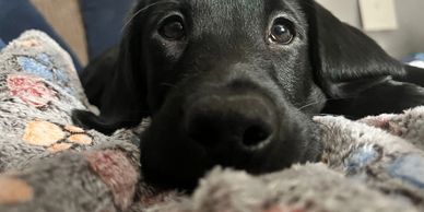 black dog vet in grantown
