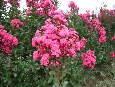 Bright pink crepe myrtle flowers blooming on green bushes.