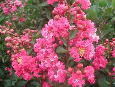  Crape Myrtle, New Plants, Crepe Myrtle