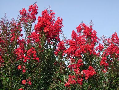 Bright red flowering tree branches against a clear blue sky.