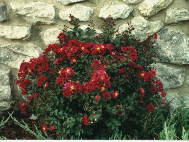 A vibrant red flowering bush against a stone wall.