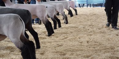 utah junior livestock market lambs