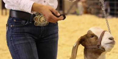 utah junior livestock market goat and club goat show