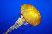 Jellyfish 