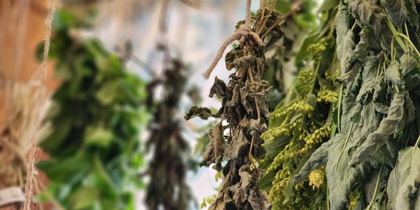 No chemicals, freshest herbs around.