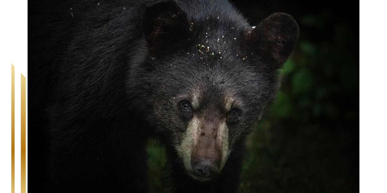 Close-up of a curious black bear in the forest.