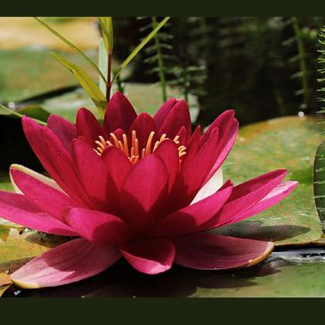 Blooming red lotus