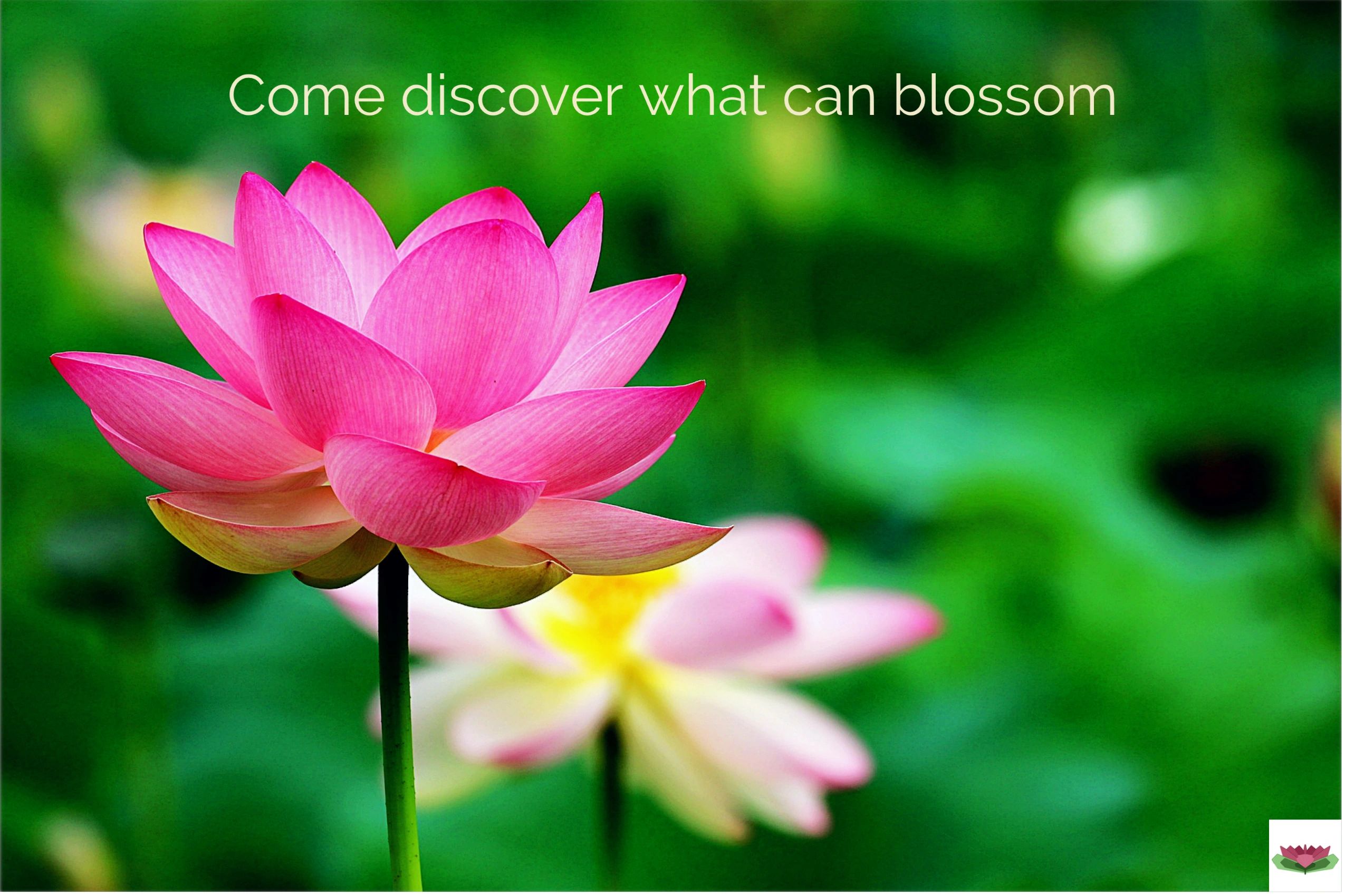 Bright pink blossom on a green background. Caption reads, "Come discover what can blossom"