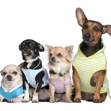 Four small dogs dressed in colorful outfits sitting in a row.