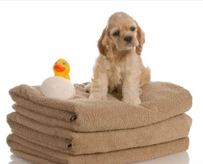 Dog grooming Coffs Harbour