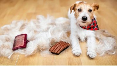 Dog grooming Coffs Harbour