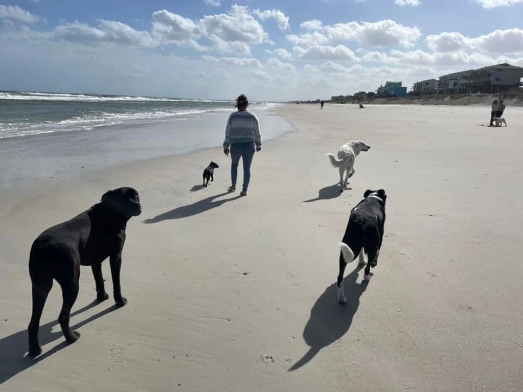 These dogs can walk on the beach looking to us for direction without running off or going to people 