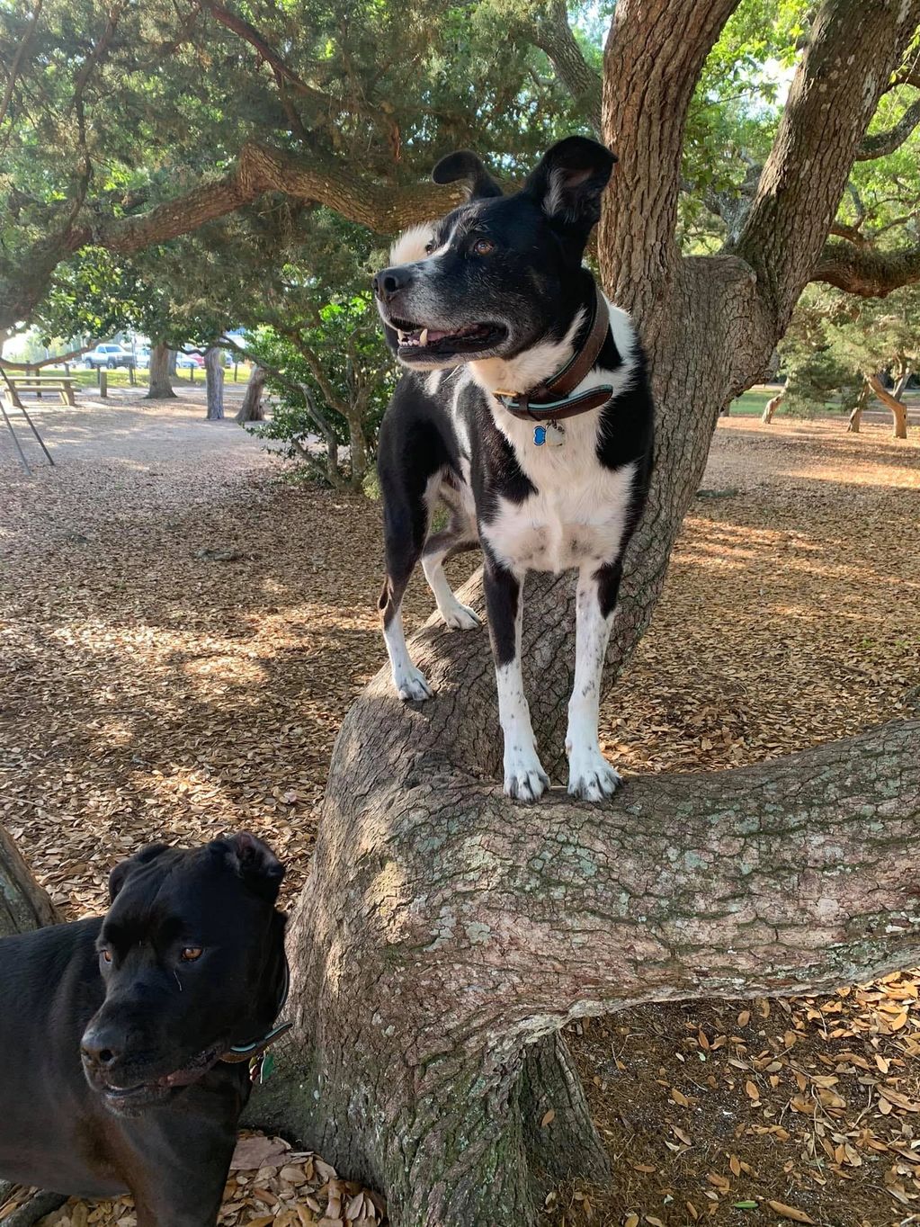 Pepper thinks he's a cat and loves agility and climbing trees