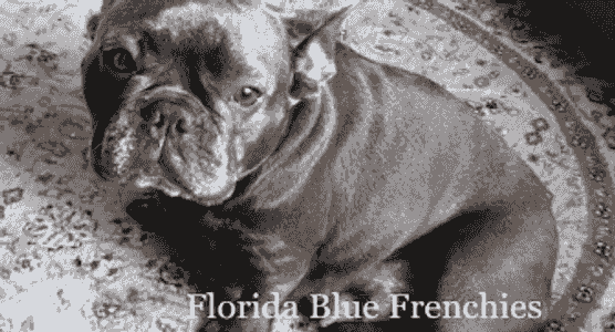 Florida Blue Frenchies