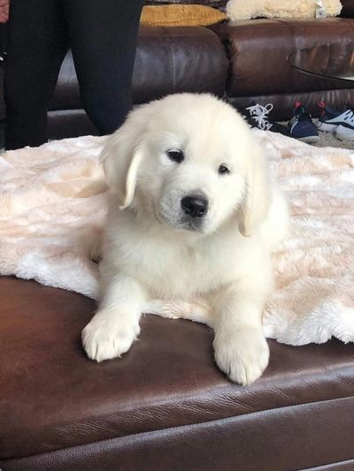 History and image of a English cream golden retriever puppy laying on a sheepskin blanket