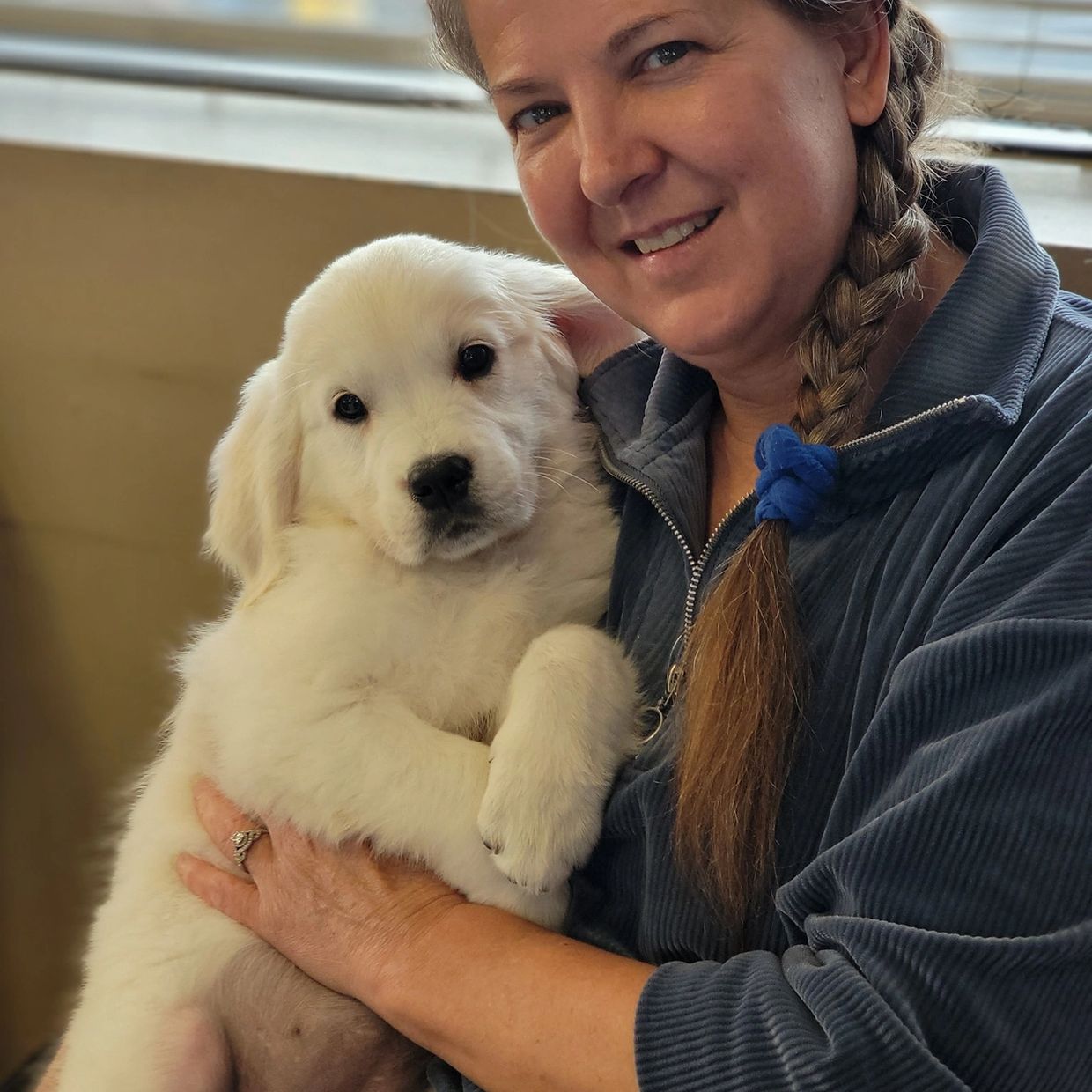 Snowy River Golden Retrievers English Cream Golden Retriever Puppies