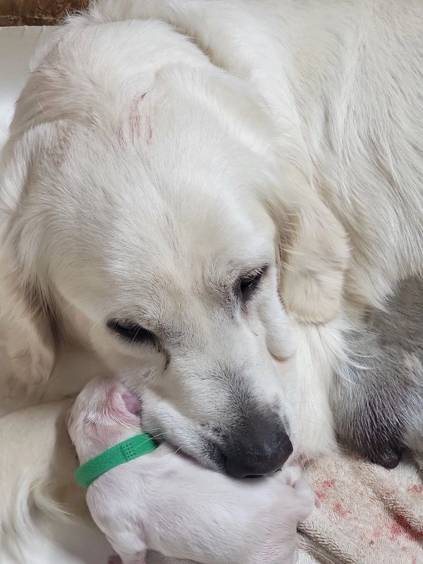 Upcoming litters of Golden Retriever puppies dam (mom) cuddling with 1st born puppy