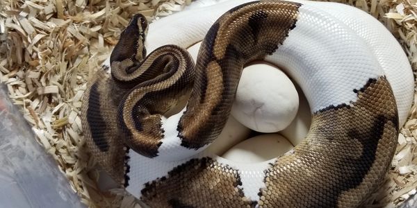 Female pied / het albino ball python with her first clutch of eggs.