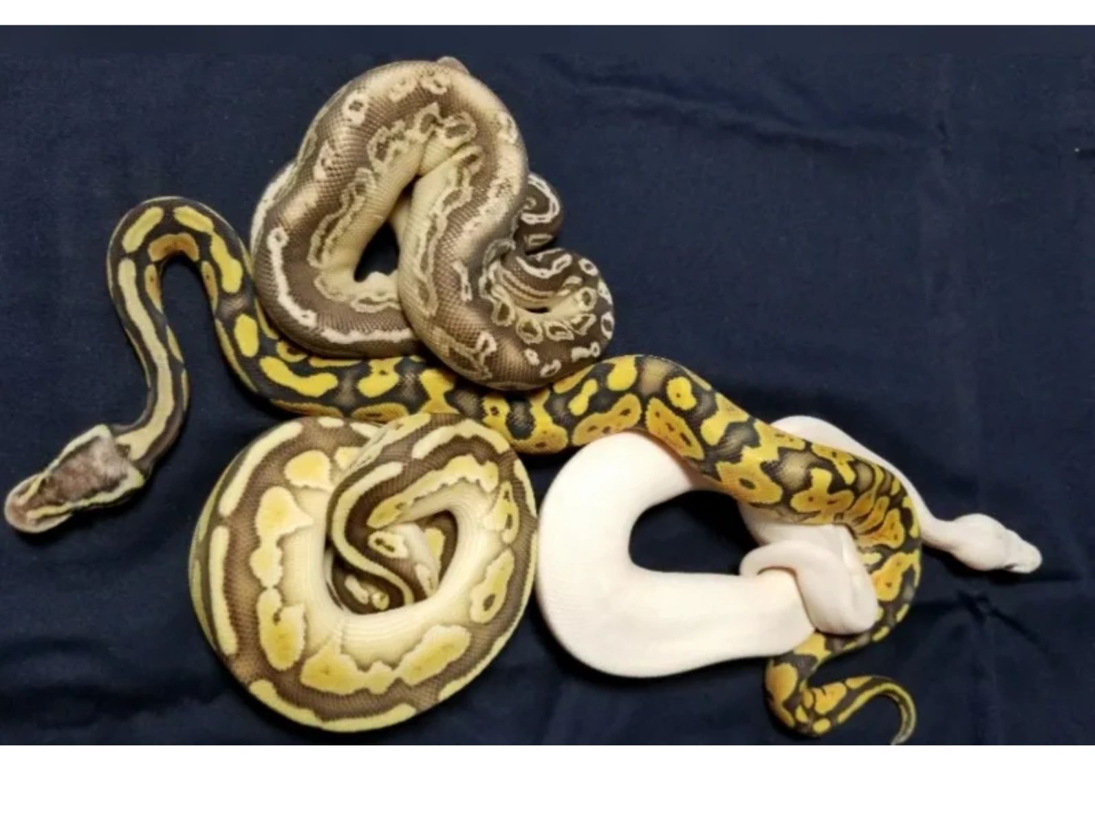 Explore Stunning Ball Python Morphs at Passionate Pythons