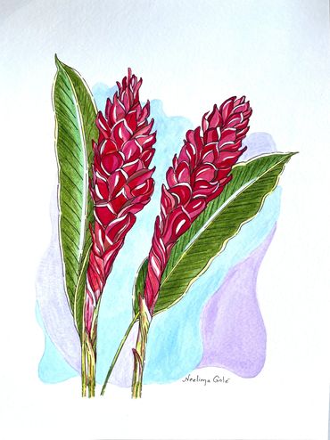 Hawaiian Red Ginger  12”x 9” Watercolor 