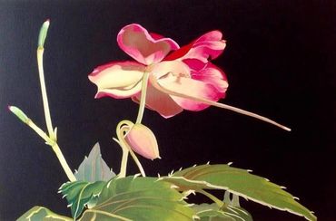 A pink and white flower with green leaves against a black background.