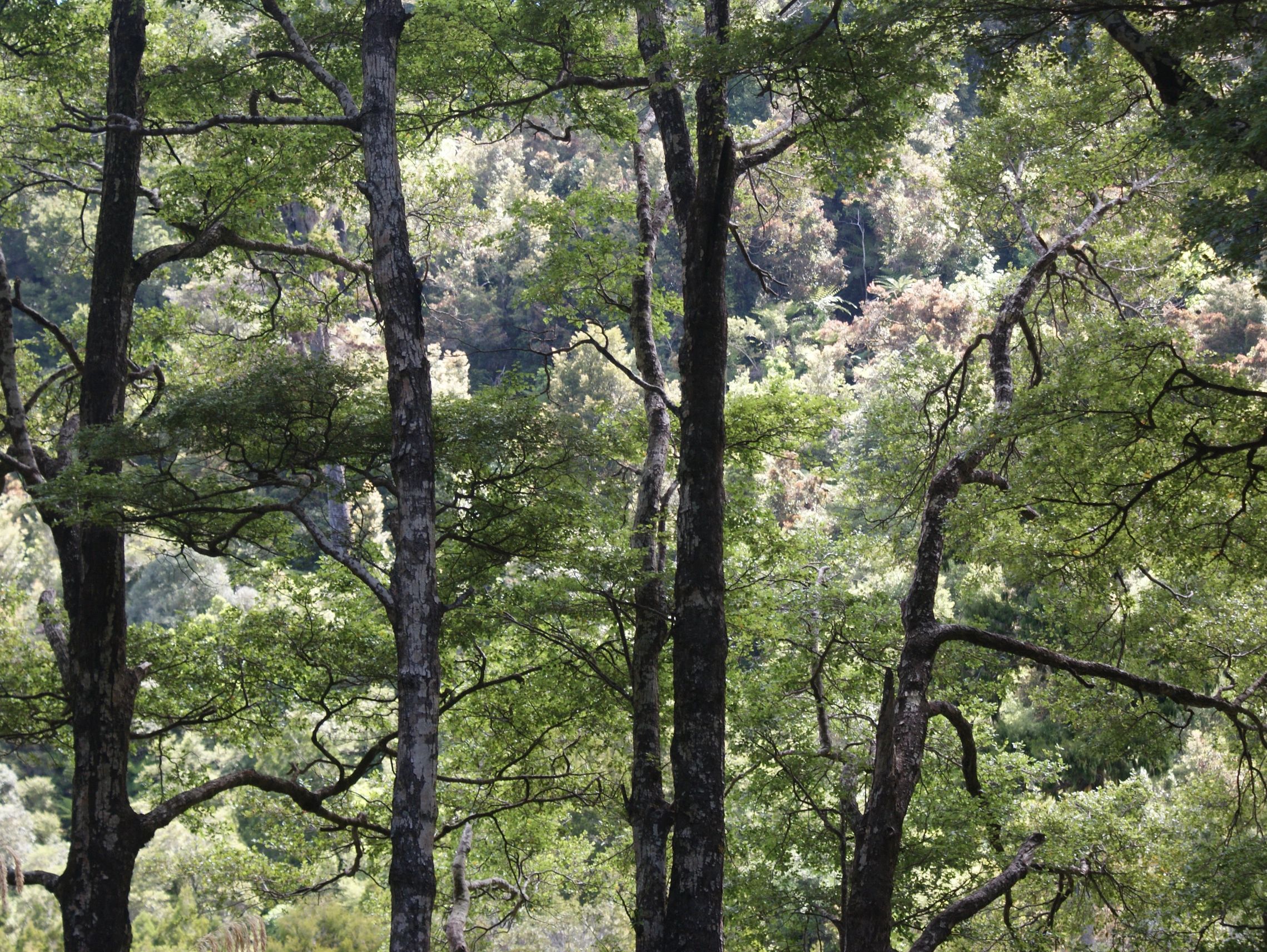 Forest of Silver Beech trees