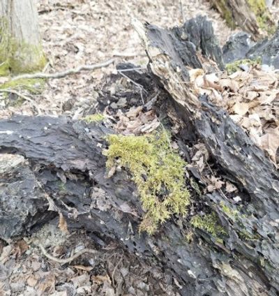 Moss growing on a decaying tree trunk in a forest.