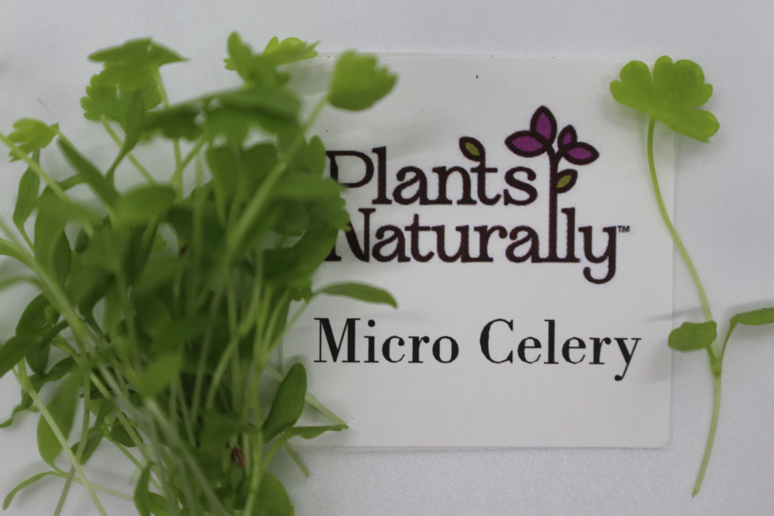 Micro Celery, Microgreens, Celery