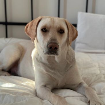 A Labrador retriever lying calmly on a cozy bed.