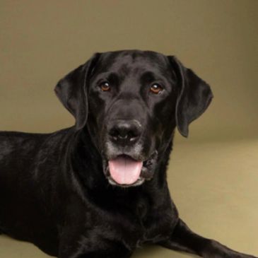 Black Labrador Retriever dog lying down with tongue out.