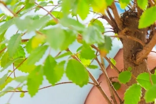 Close-up of green leaves on a tree branch in natural light.