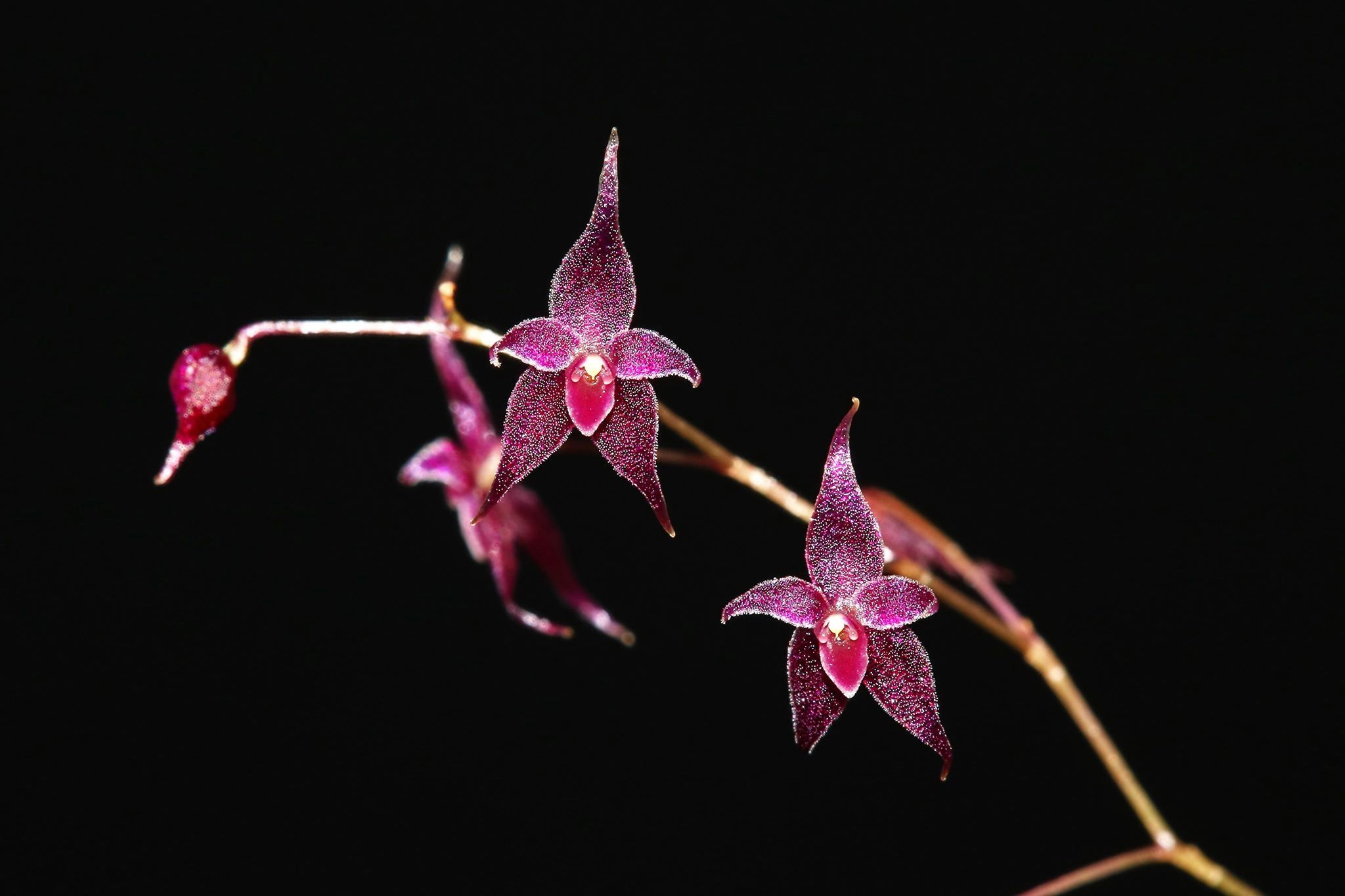 LEPANTHOPSIS ASTROPHORA