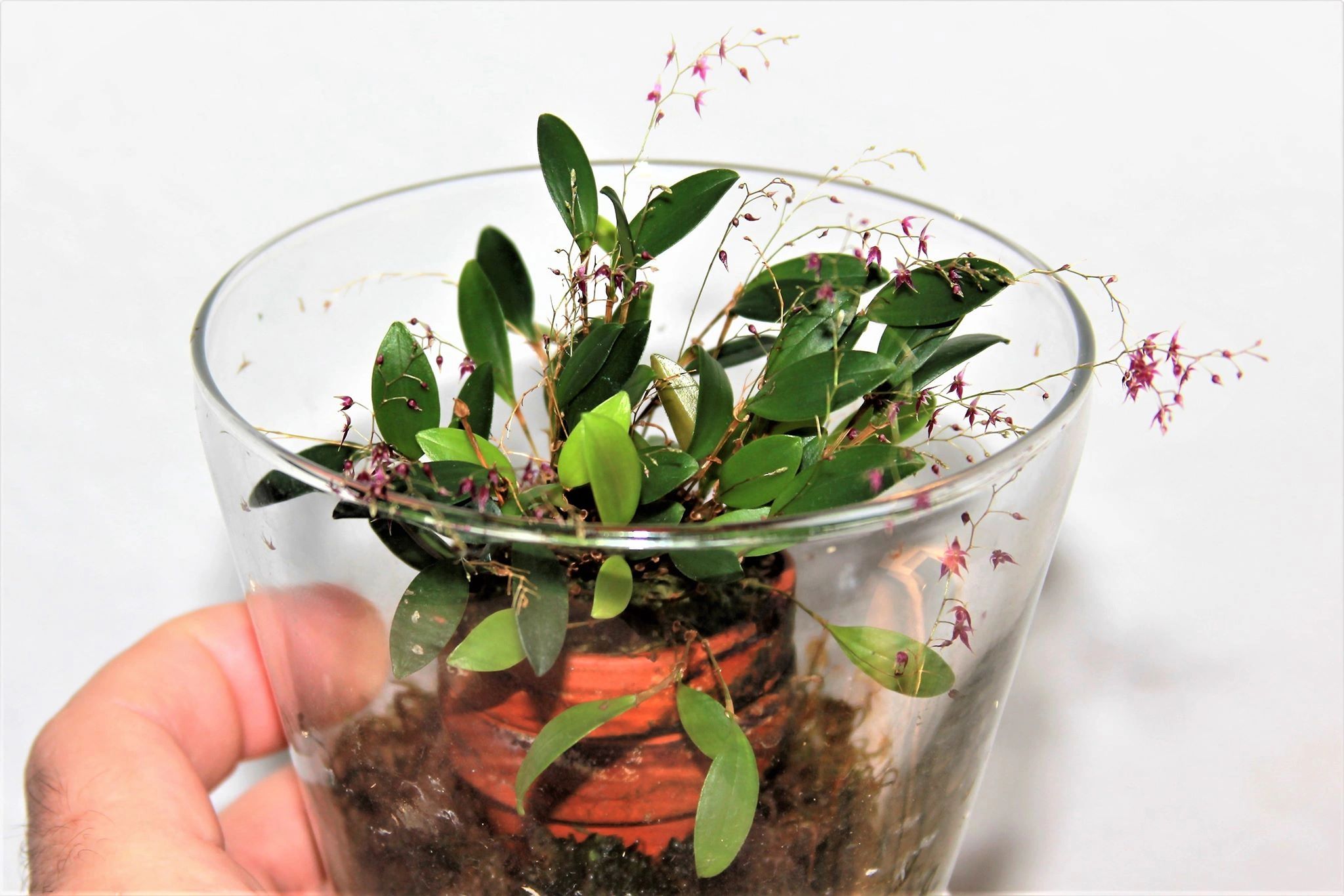lepanthopsis astrophora x hitzil レパンテス南米 Lepanthopsis