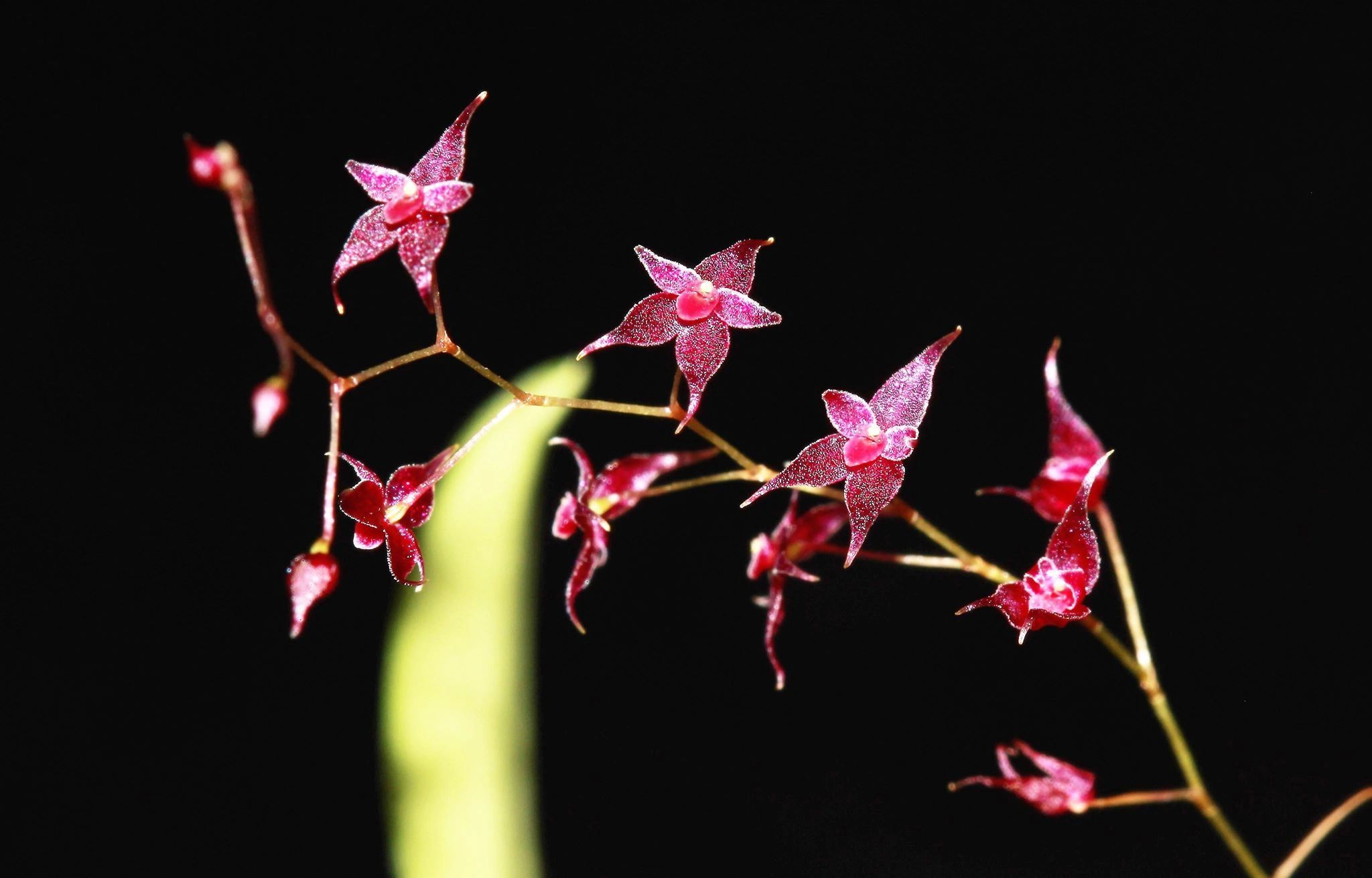 lepanthes astrophora x peniculus ハイブリッド エクアドル レ