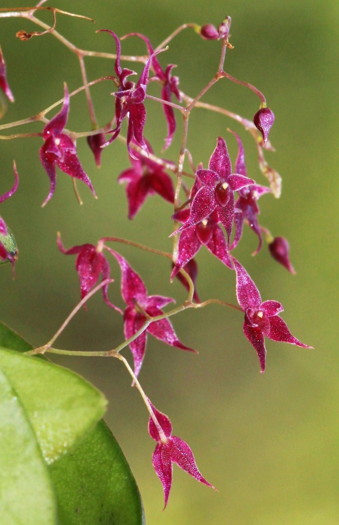 LEPANTHOPSIS ASTROPHORA