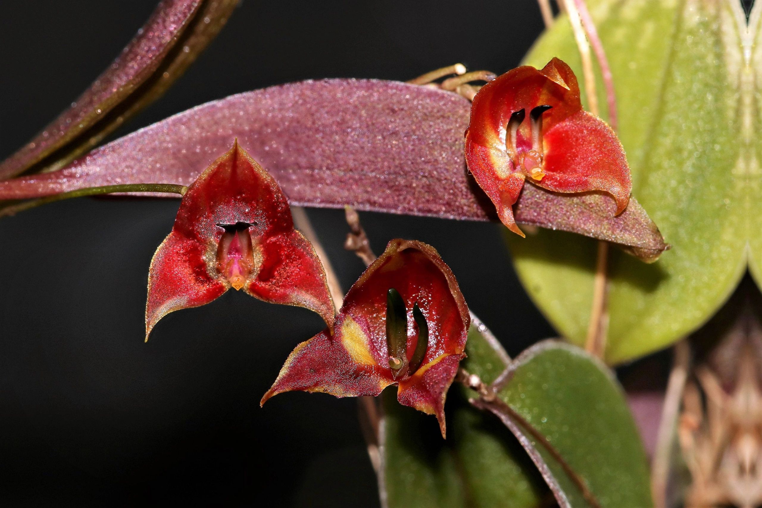 lepanthes gargoyla レパンテスエクアドルパルダリウム大株 lepanthes